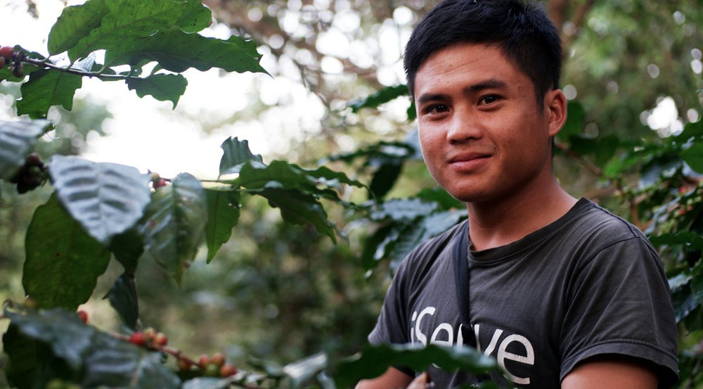 Discovering Law Wu Village and the Law Wu Natural Anaerobic Coffee - Lanna Coffee Co.