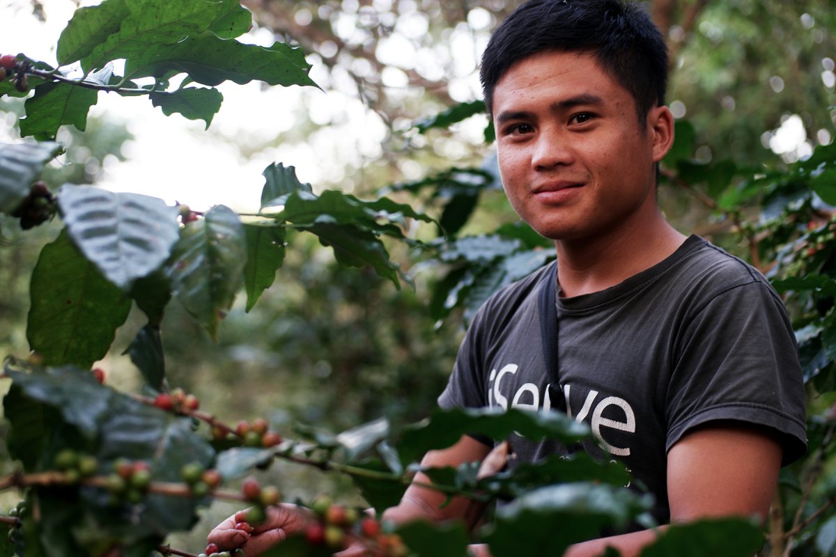 From Crop to Cup: The Incredible Journey of a Coffee Bean - Lanna Coffee Co.