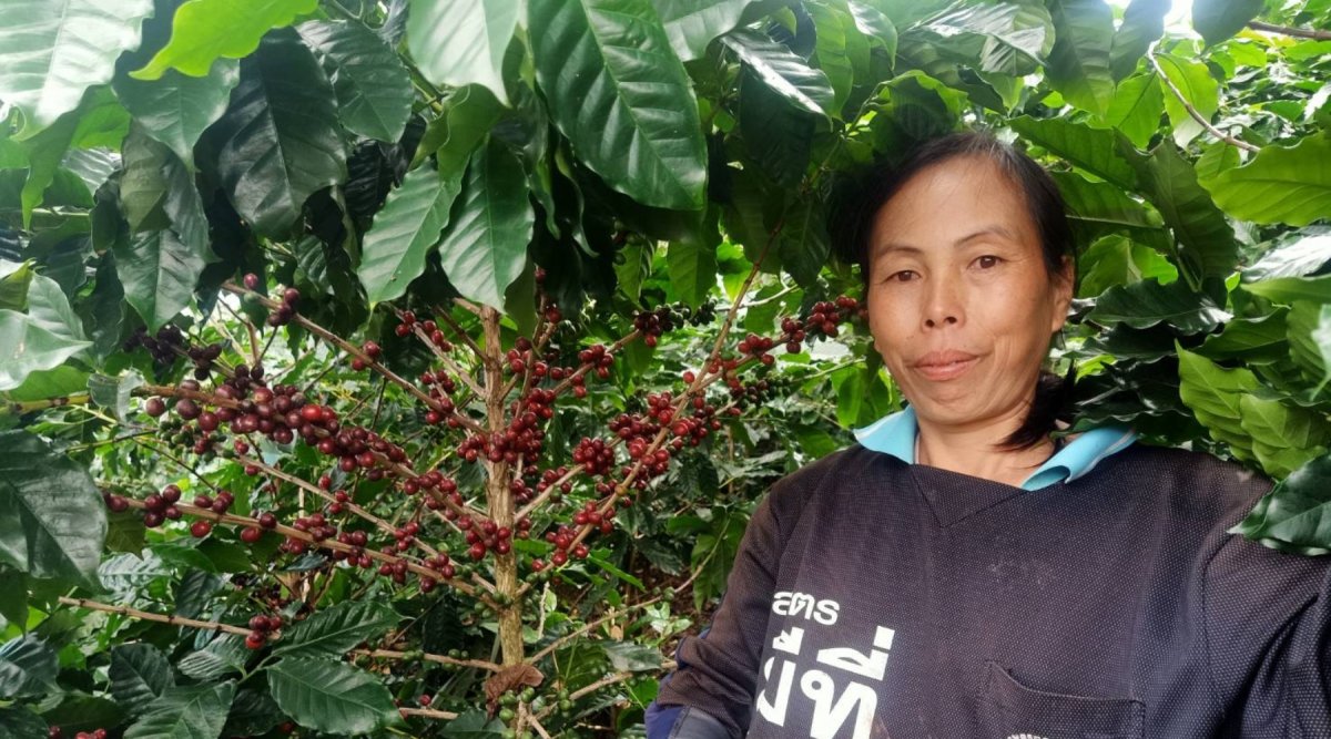 From Mountain Heights to Your Mug: The Tale of Huay Ma Liem's Coffee - Lanna Coffee Co.