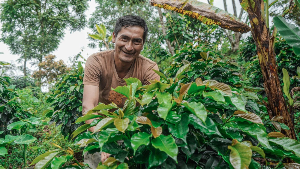 Introducing Peru Aprocassi: A Journey of Sustainability and Delicious Flavors - Lanna Coffee Co.