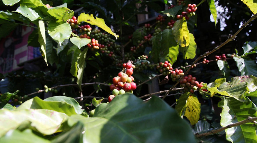 Regenerative Agriculture and Coffee - Lanna Coffee Co.