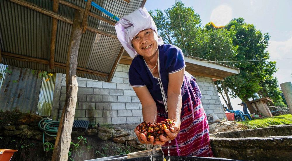 The Flavorful Journey of Huay Mak: Where Coffee and Community Thrive - Lanna Coffee Co.