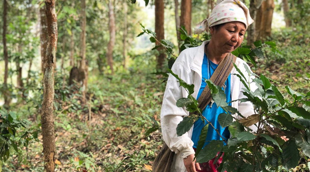 The Rich Tapestry of Thai Coffee: A Journey Through Time - Lanna Coffee Co.