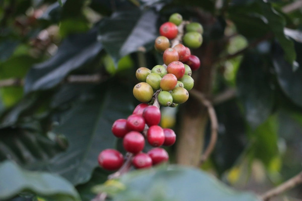 What is a coffee bean? - Lanna Coffee Co.