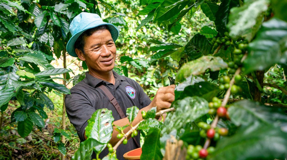 Why Your Coffee's Origin Matters - Lanna Coffee Co.