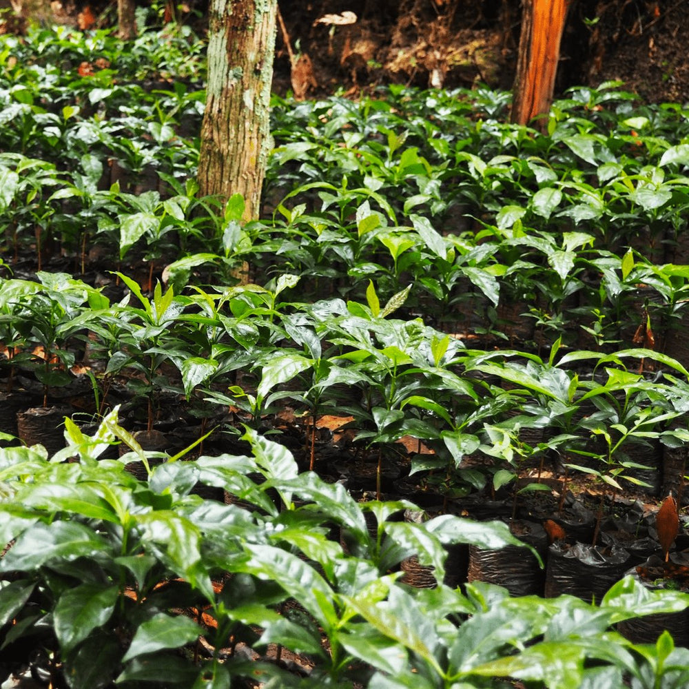
                  
                    Guatemala Asproguate Fairtrade Organic - Lanna Coffee Co.Whole Bean12 oz
                  
                