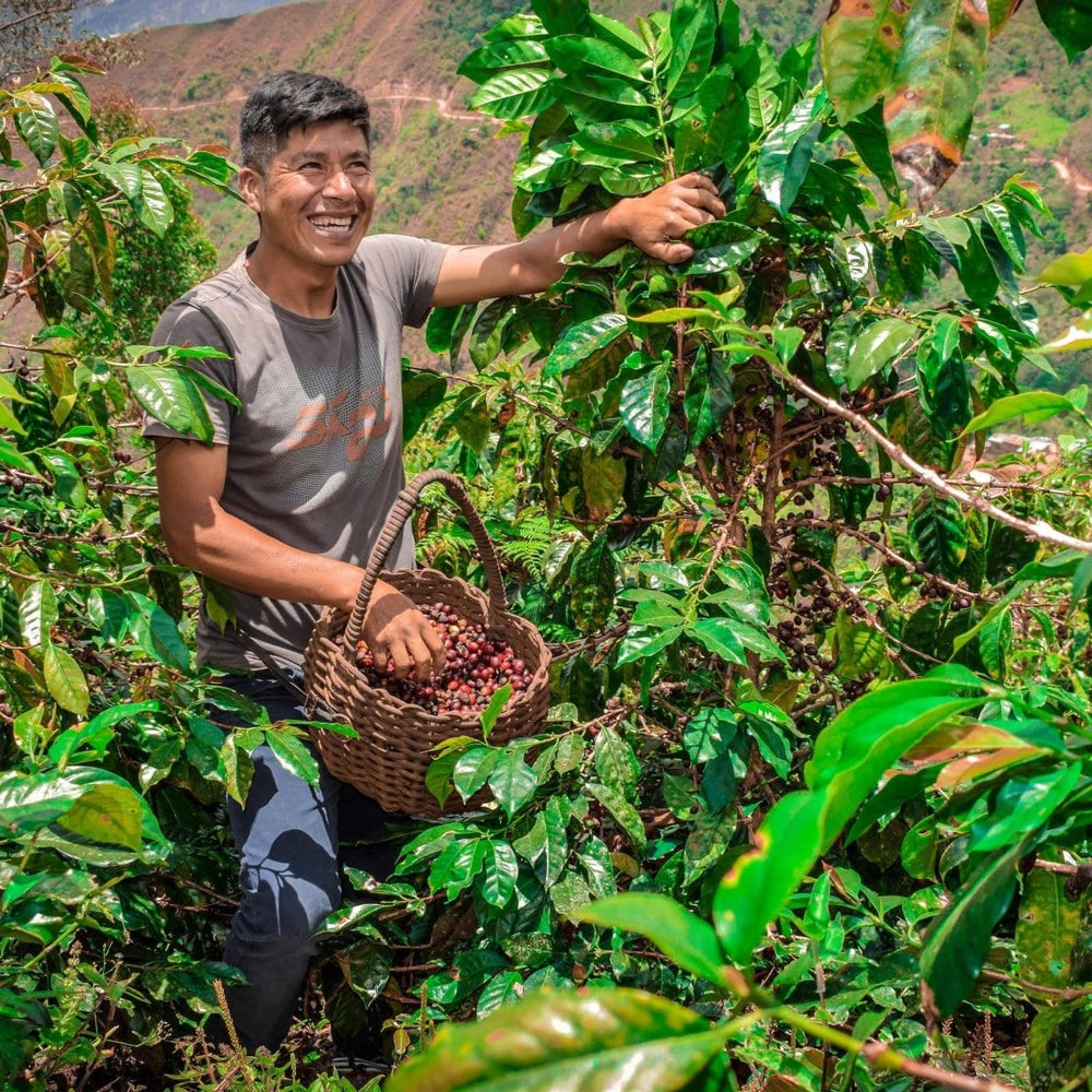 
                  
                    Lanna Coffee Co. Coffee Peru Aprocassi
                  
                