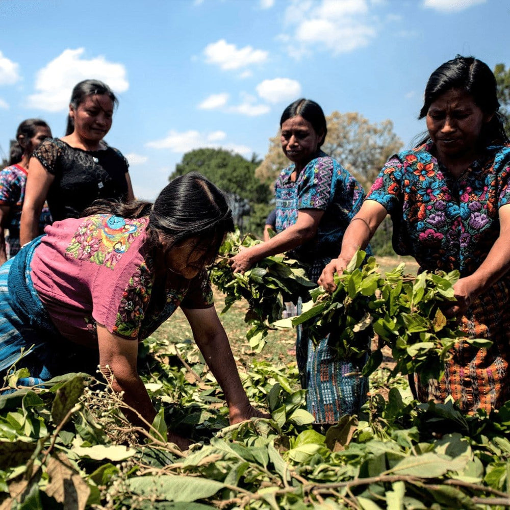 
                  
                    Lanna Coffee Co. Guatemala Asproguate Fairtrade Organic
                  
                